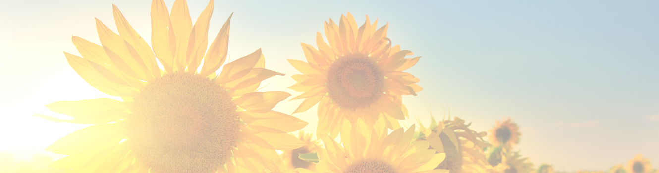 sunflowers in field